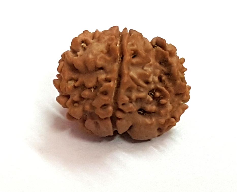 1 Mukhi Gol (Round Shape) Medium
